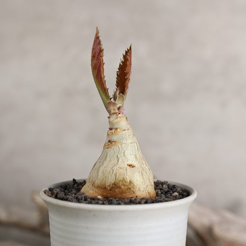 实生祖逖葡萄瓮多肉块根绿植盆栽