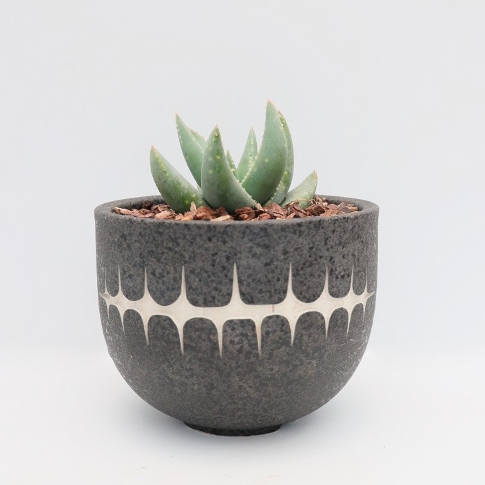 【朴原】达摩神章锦芦荟Aloe krapohliana var. dumoulinii