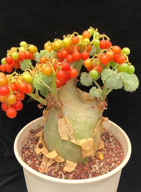 【朴原】安哥拉葡萄瓮 Cyphostemma uter var macropus Angola