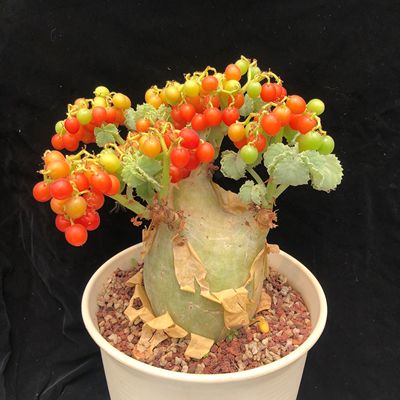 实生安哥拉葡萄瓮珍奇潮流块根