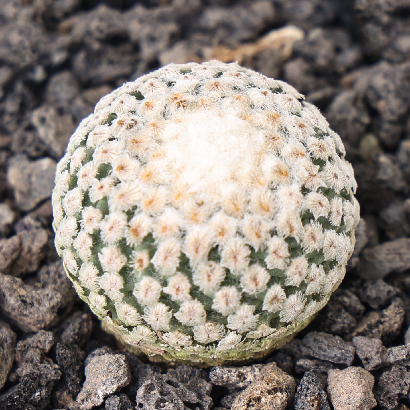 【朴原】蔷薇丸Turbinicarpus valdezianus仙人球盆栽多肉绿植物