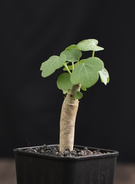 【朴原】蓬莱殿麻风树 Jatropha conzattii 珍奇块根园艺盆栽绿植