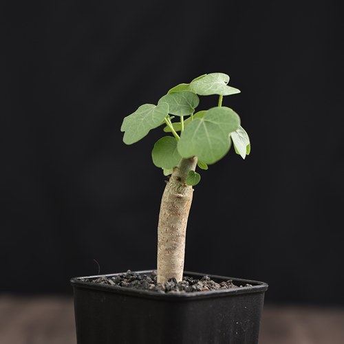 园艺块根蓬莱殿麻风树珍奇植物