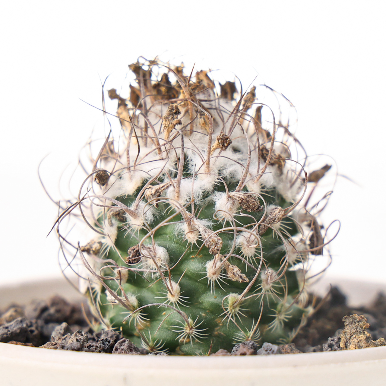 【朴原】迪克森Turbinicarpus dickisoniae仙人球阳台盆栽多肉