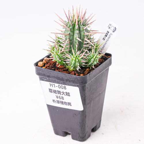 【朴原】草裙舞大戟 Euphorbia inconstantia 潮流块根绿植大戟
