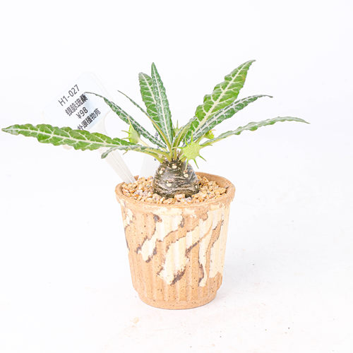 银脉琉桑绿植盆栽多肉椰子琉桑