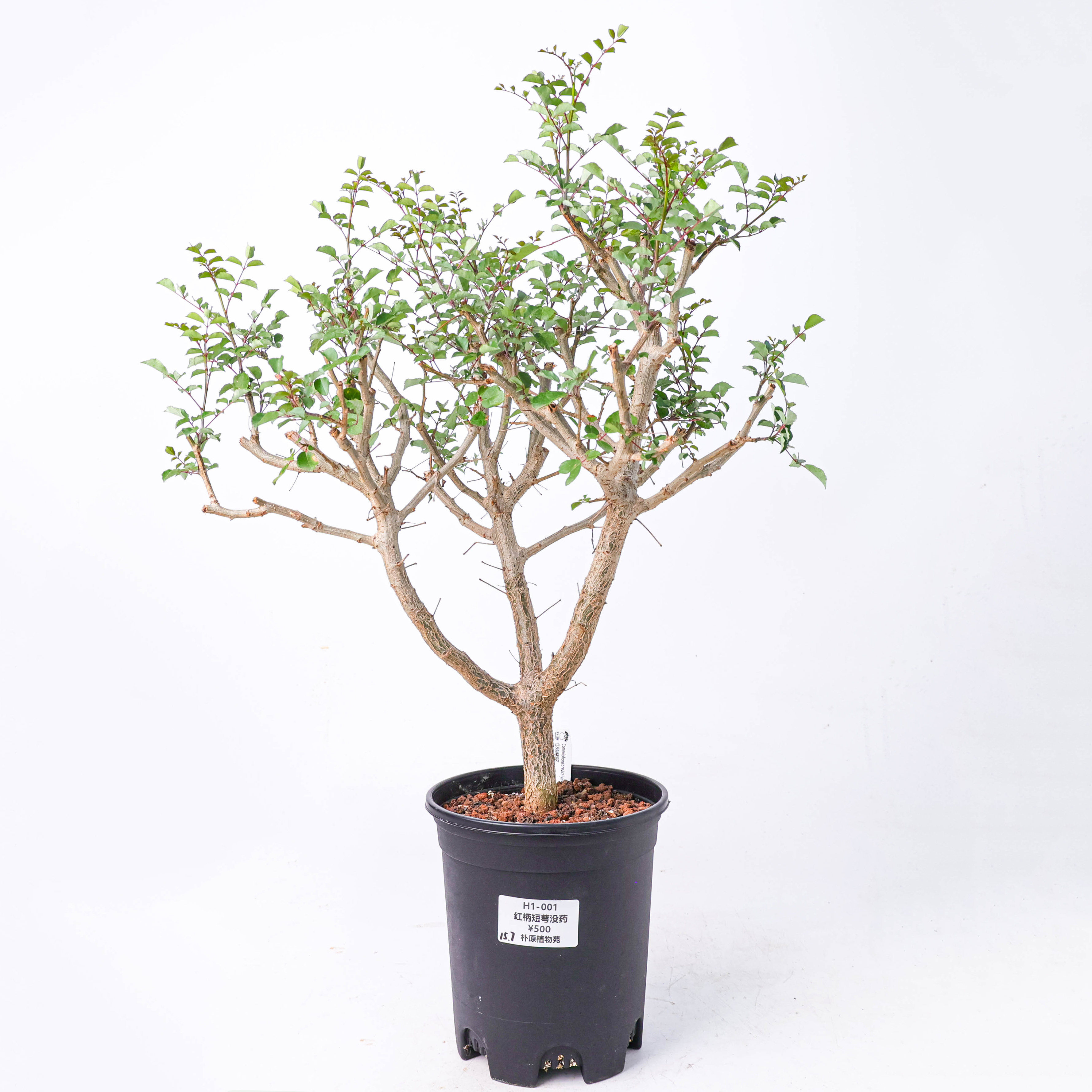 【朴原】红柄短萼没药Commiphora brevicalyx var brevicalyx绿植