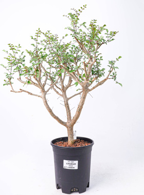 【朴原】红柄短萼没药Commiphora brevicalyx var brevicalyx绿植