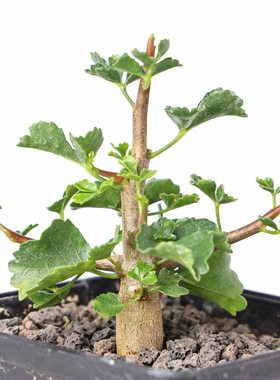 【朴原】实生纳马夸兰没药Commiphora namaensis芳香观叶盆景绿植