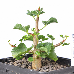 实生纳马夸兰没药Commiphora namaensis芳香观叶盆景绿植 朴原