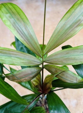 【朴原优选】玫瑰马岛椰 Dypsis rosea  室内观叶热植盆栽绿植