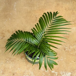 【朴原优选】荷沃金果椰 Chrysalidocarpus hovomantsina 棕榈科