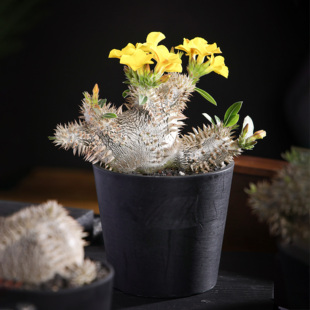 【朴原】惠比大黑P. brevicaule x densiflorum潮流块根植物绿植