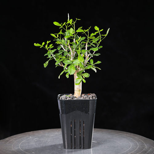 实生汉巴提没药橄榄盆栽绿植花卉