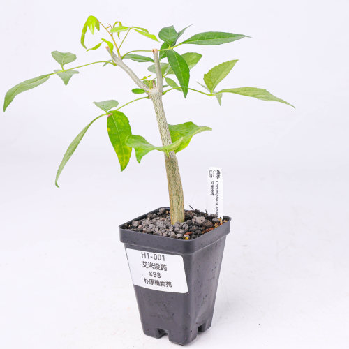 【朴原】艾米没药 Commiphora eminii 珍奇块根盆景绿植