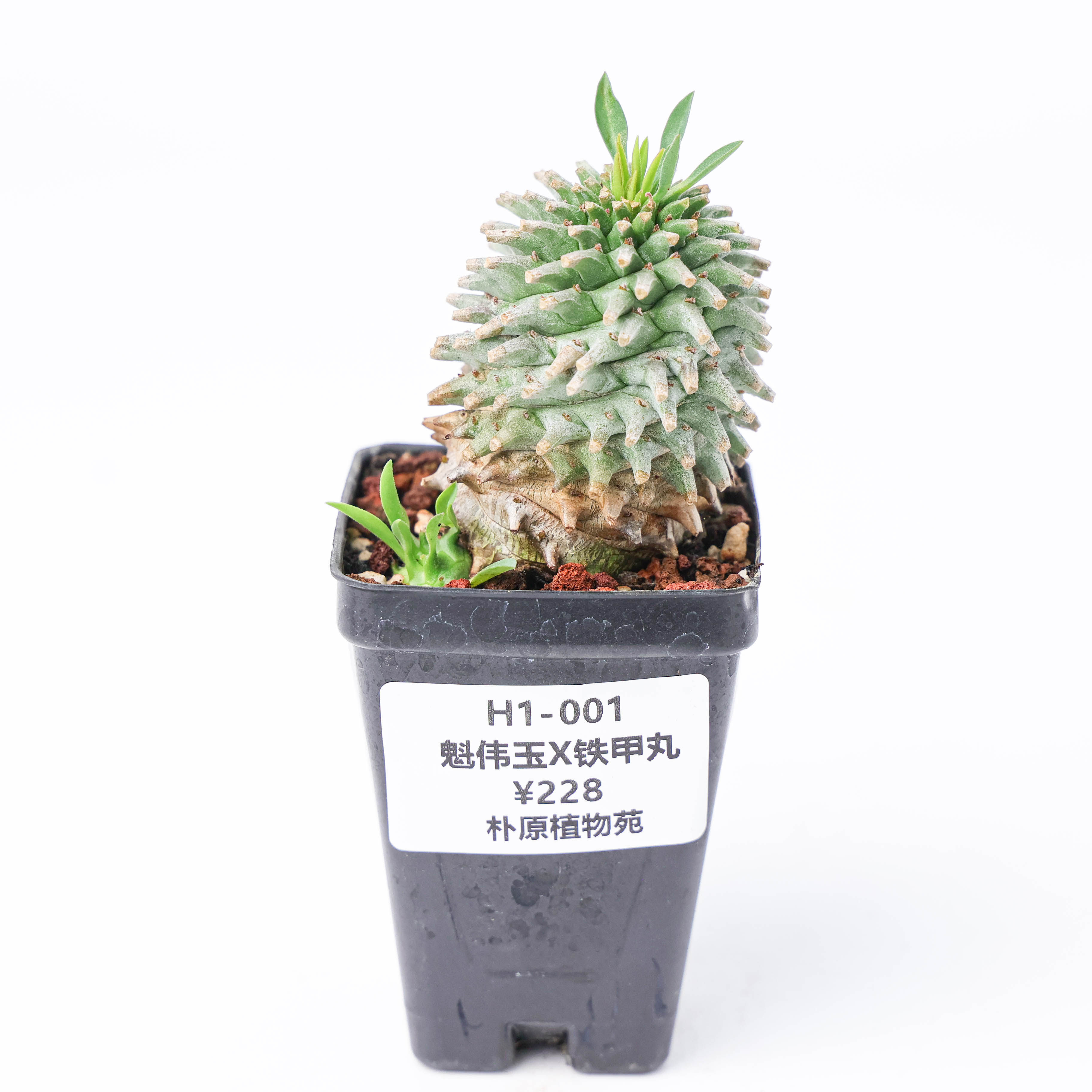 【朴原】魁伟玉×铁甲丸 大戟多肉块根绿植阳台盆栽造景