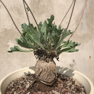 【朴原】鹿角冠厚敦菊 Othonna sp. Steinkopf 绿植盆栽多肉块根