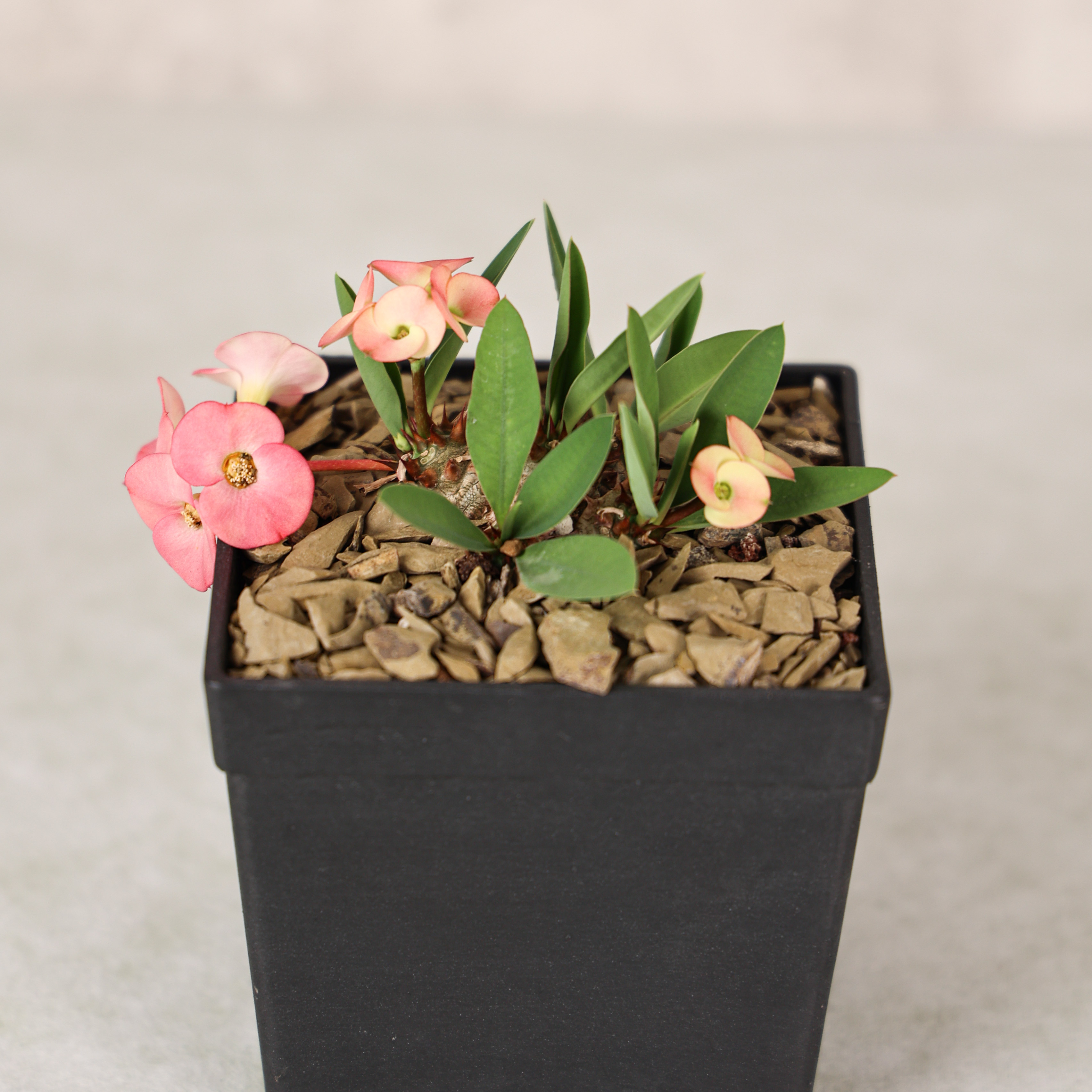 【朴原】美花大戟Euphorbia parvimedusae hyb. 潮流块根赏花多肉