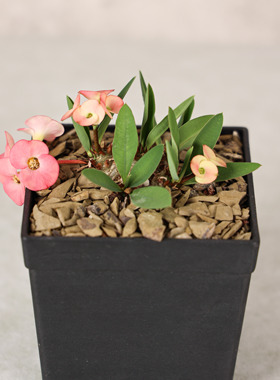 【朴原】美花大戟Euphorbia parvimedusae hyb. 潮流块根赏花多肉