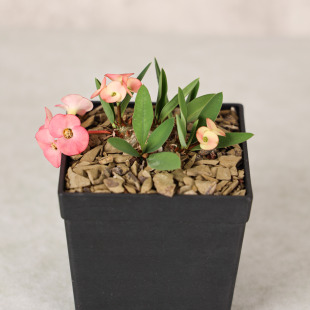 parvimedusae 朴原 美花大戟Euphorbia 潮流块根赏花多肉 hyb.