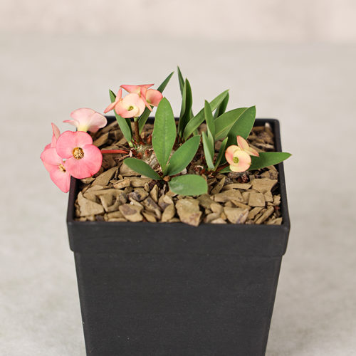 美花大戟赏花多肉潮流块根绿植