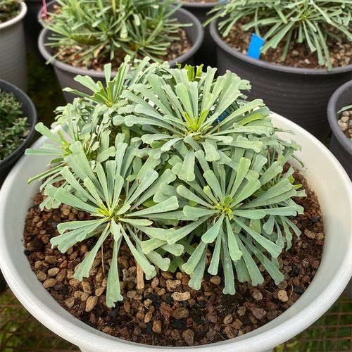 多叶大戟潮玩珍奇绿植块根盆栽