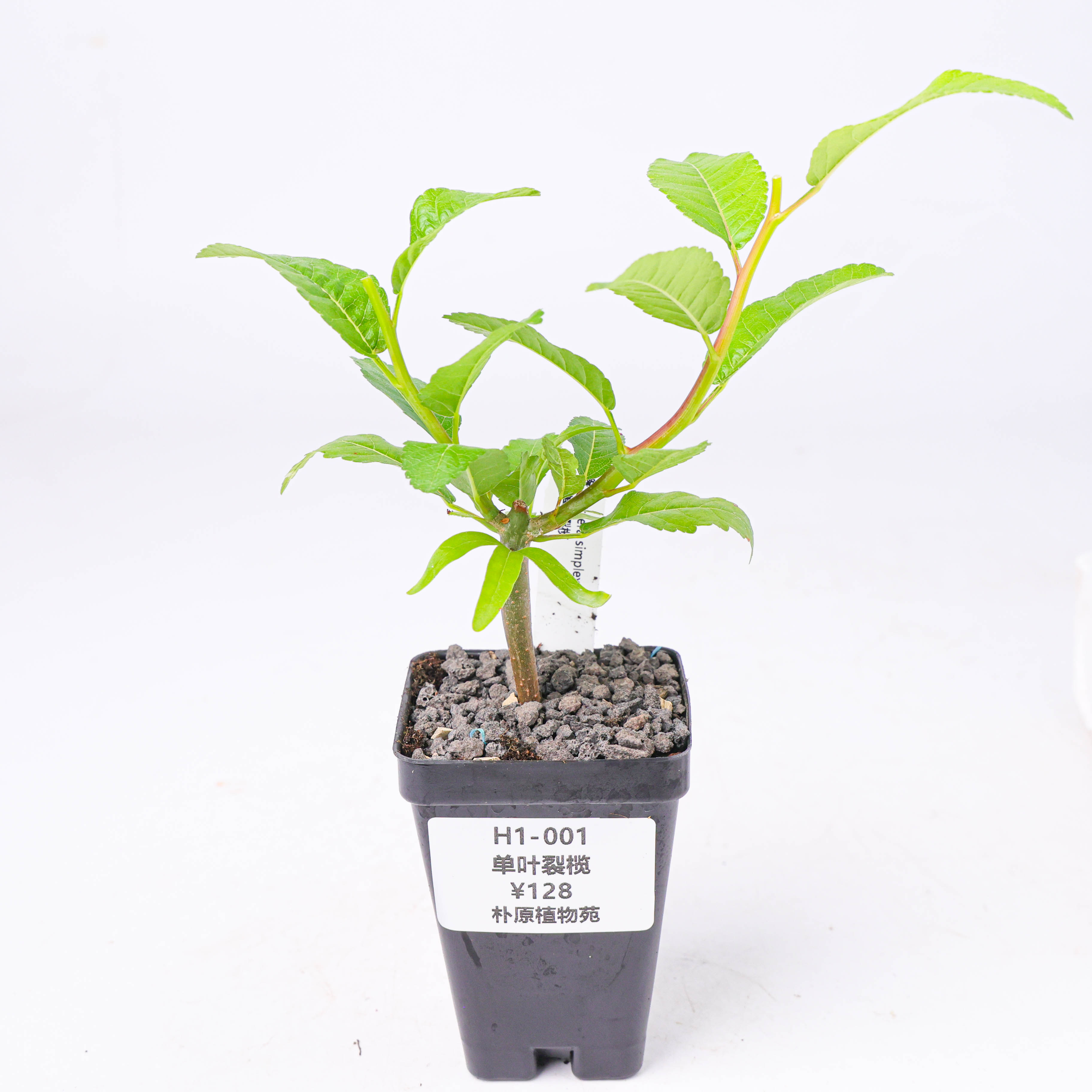 【朴原】单叶裂榄 Bursera simplex 橄榄盆栽芳香盆景