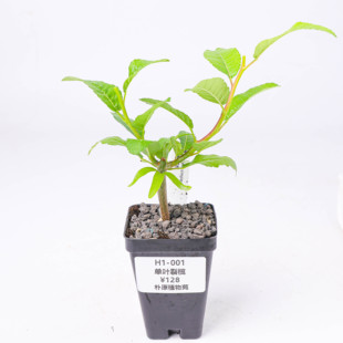 【朴原】单叶裂榄 Bursera simplex 橄榄盆栽芳香盆景