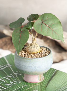 【朴原】红脉榕 Ficus petiolaris 桌面素雅潮流块根好养多肉绿植