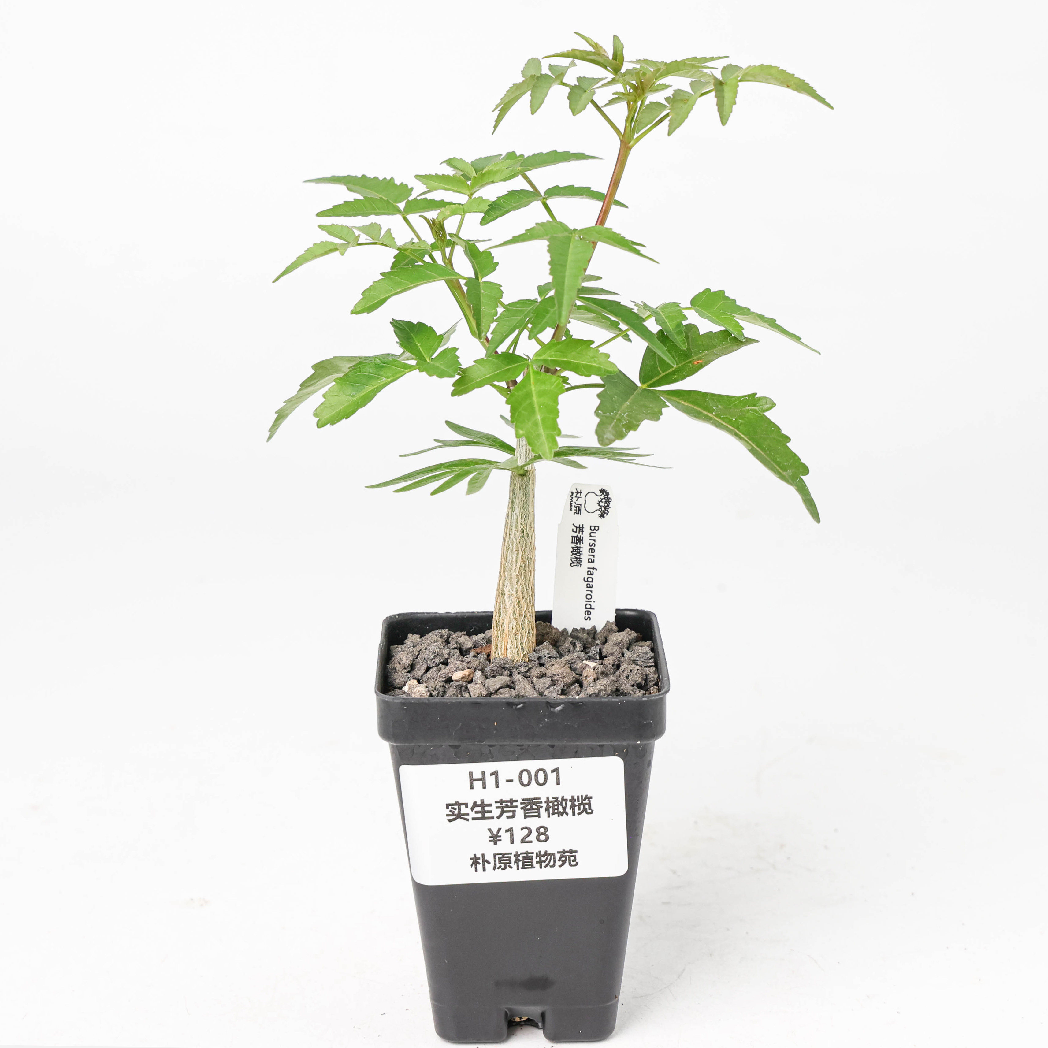 【朴原】芳香橄榄Bursera fagaroides珍奇芳香观叶盆景绿植盆栽