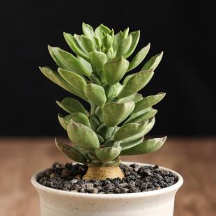 【朴原】青光木大戟 Euphorbia guentheri  潮流块根珍奇植物收藏