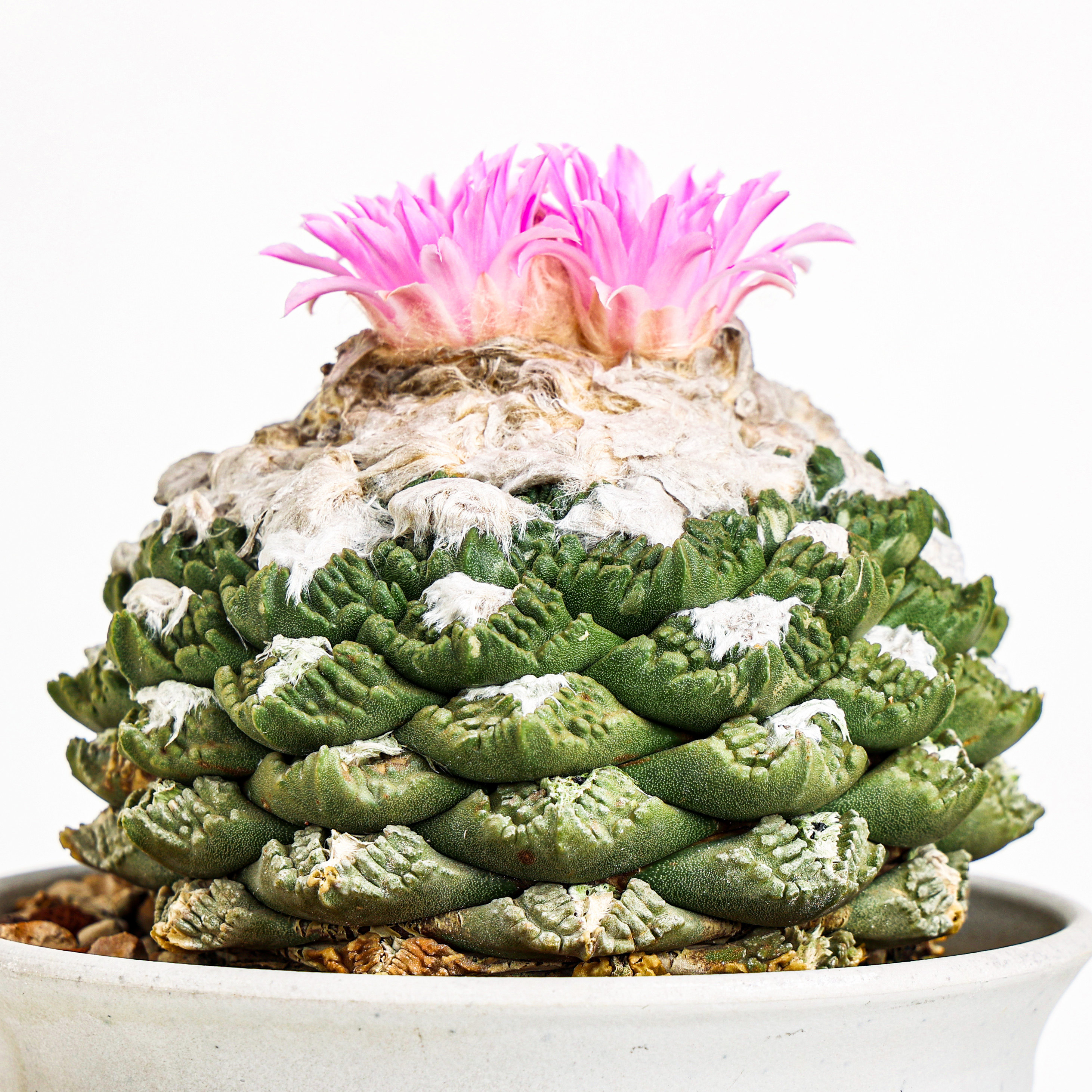 【朴原】实生岩牡丹仙人球仙人掌盆栽老桩多肉绿植粉花阳台植物