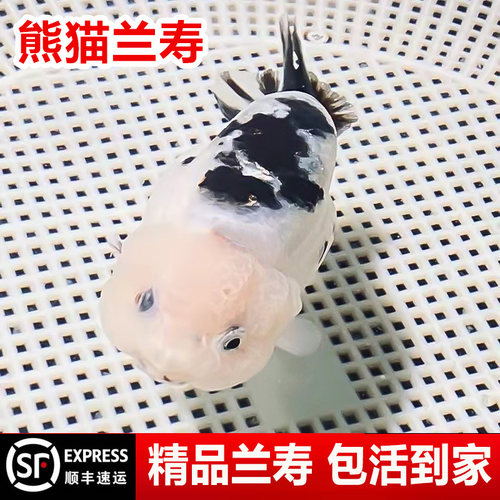 兰寿金鱼奶牛熊猫波妞玉兔精品