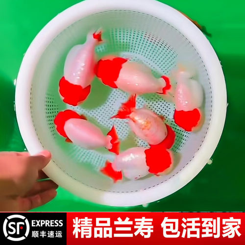 兰寿金鱼奶牛熊猫波妞玉兔精品幼苗冷水麒麟热带潘氏小尾玉面红袍