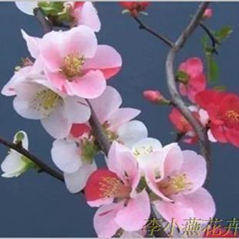 东洋变色美观春季楼顶绿植盆栽