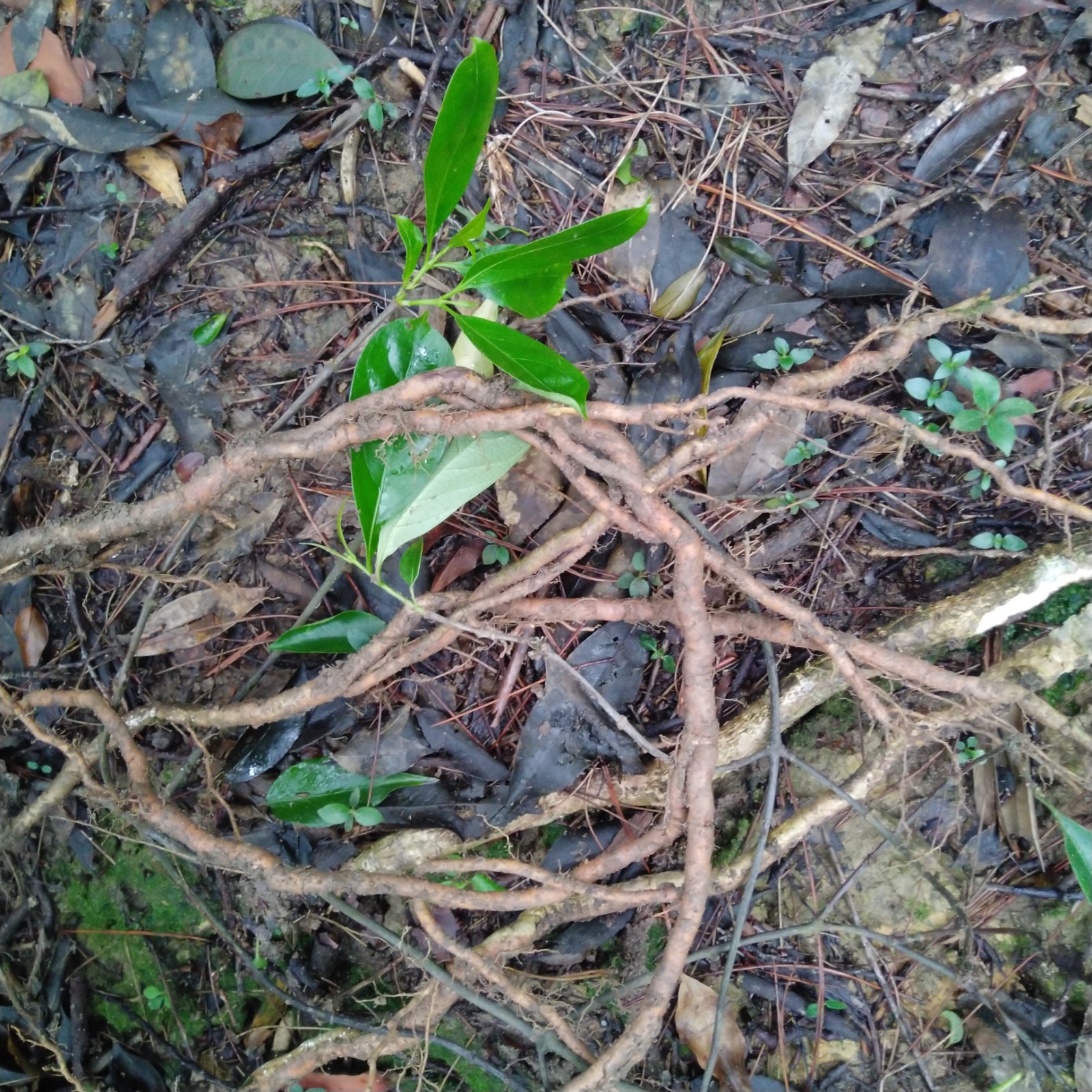 新鲜野生羊角藤纯根深山草药巴戟放筋藤黑风藤乌藤鳝鱼藤500g包邮