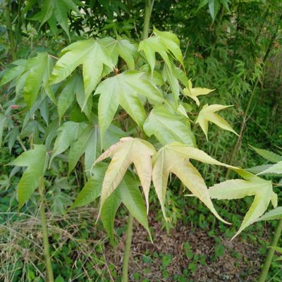 2棵起拍青枫树苗鸡爪槭原生树苗园林绿化苗木绿植景观落叶小乔木