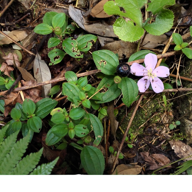 山间现挖新鲜地菍铺地锦地稔地脚菍矮脚菠萝闽南乌菍青草药中药材