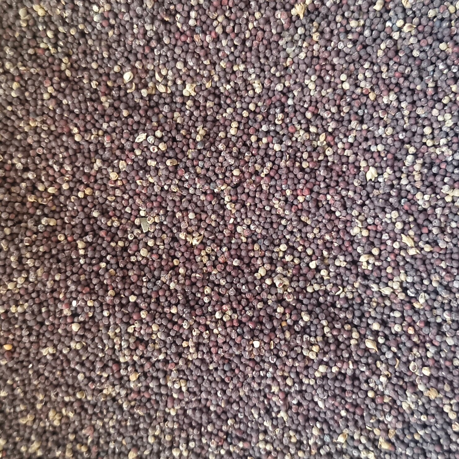 30多年老鸭脚粟陈年鸭脚粟包邮