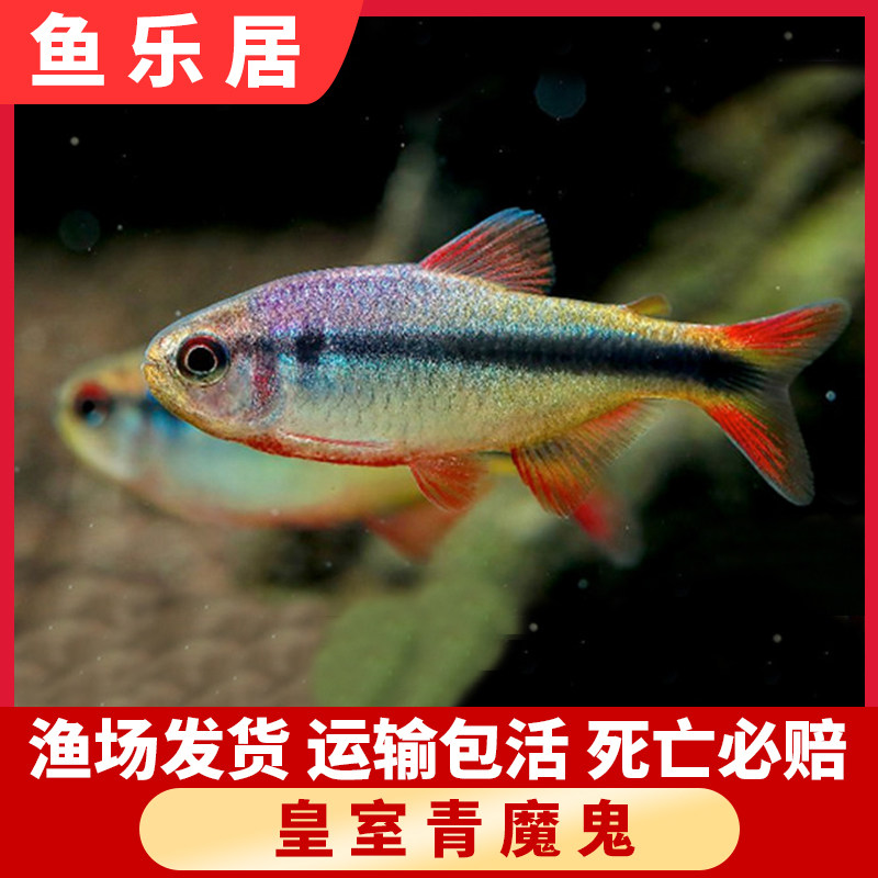皇室青魔鬼鱼好养耐活买一送一淡水观赏鱼草缸群游鱼热带鱼灯科鱼