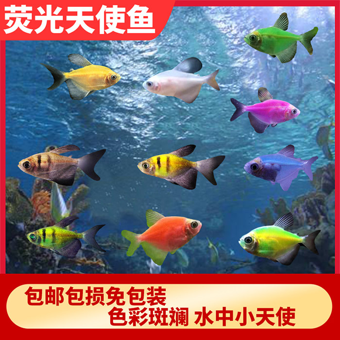 天使鱼好养易活下单多送备损小型淡水鱼群游热带鱼观赏鱼柠檬天使