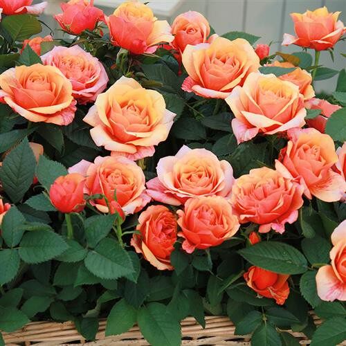 二师兄月季永远的艾帕索丹麦大花微月橙色艳丽直立开花机器复花快