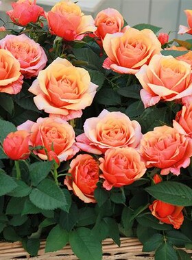 二师兄月季永远的艾帕索丹麦大花微月橙色艳丽直立开花机器复花快