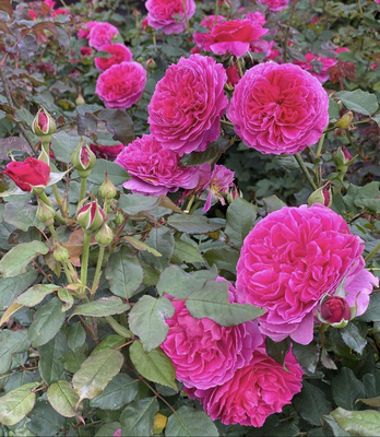 二师兄的彩花涧加百列欧克丰花