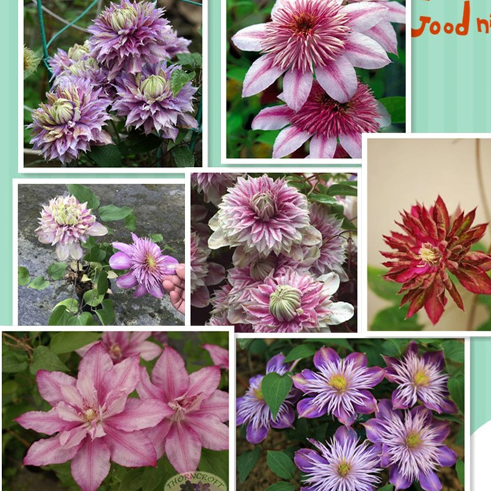 二师兄大花铁线莲p9盆栽苗庭院花园阳台植物藤本皇后耐寒多季开