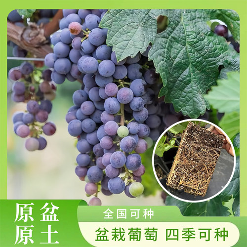 圆叶葡萄红宝石无核寒香蜜巨丰阳光玫瑰庭院园艺果树