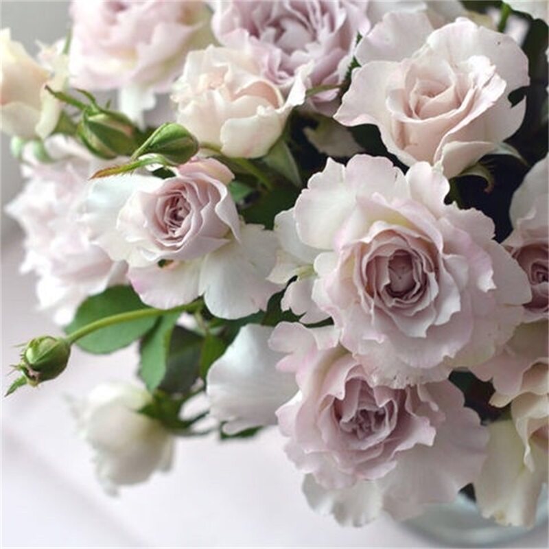 日本月季河本萨菲天使灌木盆栽小苗