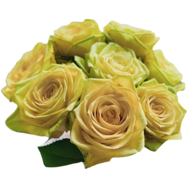 二师兄绿巨人月季直立切花黄色