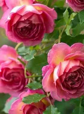 二师兄的彩花涧银禧庆典奥斯汀月季强香大花勤花阳台庭院盆栽花苗