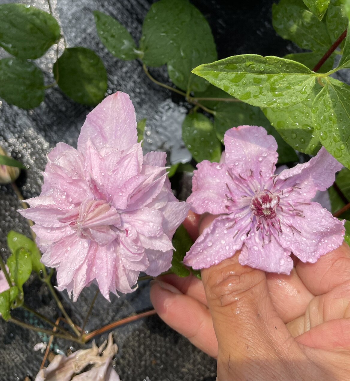 新品重瓣单瓣铁线莲多粉盆栽苗如梦升级版3类爬藤花卉皮实好养